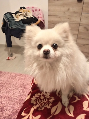  Drăguț Pomeranian  - imagine 2