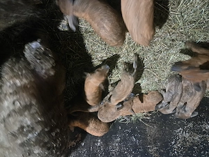 Vând scroafe mangalita cu pedigree  - imagine 3