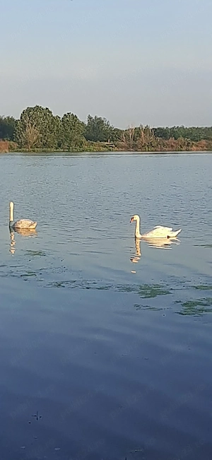 Teren și casa de vacanta cu iesire la lacul Milcov.  - imagine 8