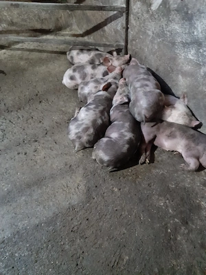 purcei pietrain rasa pura