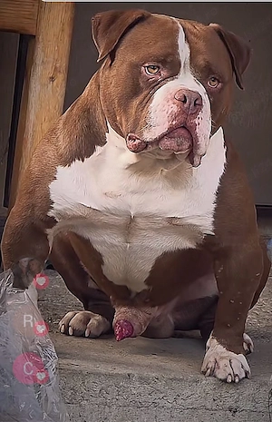 American bully !!!!
