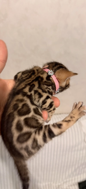 Bengal cat 