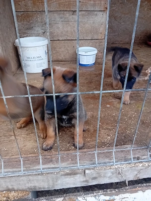 ciobănesc belgian malinois 
