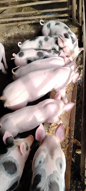 vind porci