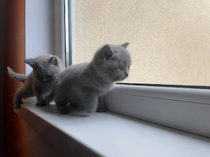 Vând fetițe Brittish Shorthair  - imagine 3