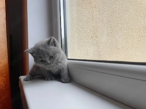 Vând fetițe Brittish Shorthair  - imagine 2