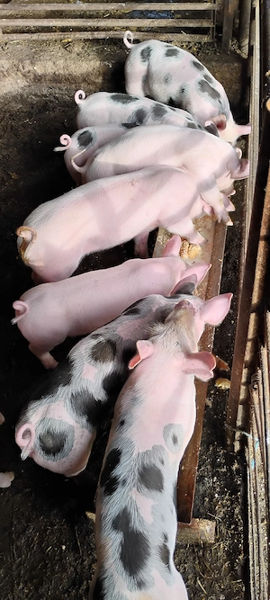 vind porci - imagine 2