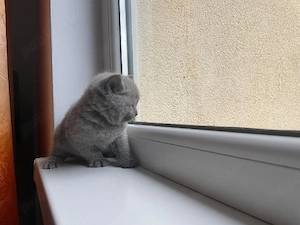 Vând fetițe Brittish Shorthair  - imagine 4