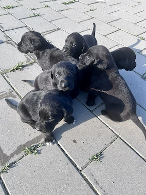 Pui de Labrador Retriever negri disponibili. - imagine 2