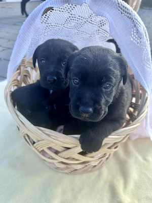 Pui de Labrador Retriever negri disponibili. - imagine 5