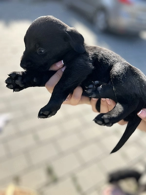 Pui de Labrador Retriever negri disponibili. - imagine 4