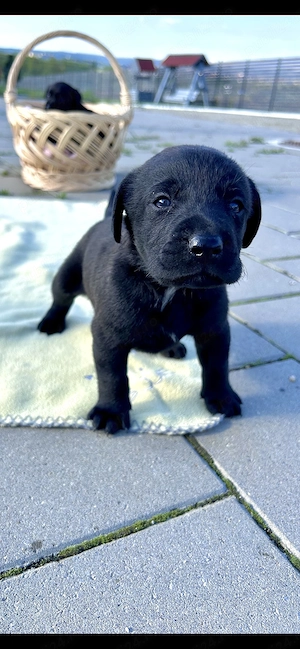 Pui de Labrador Retriever negri disponibili. - imagine 3