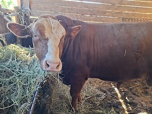 Vaca cu lapte taure si juninca - imagine 3