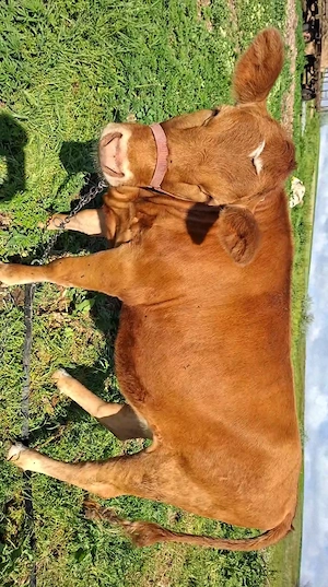 Vaca cu lapte taure si juninca - imagine 2