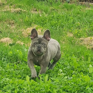 Bulldog Francez Lilac - imagine 3