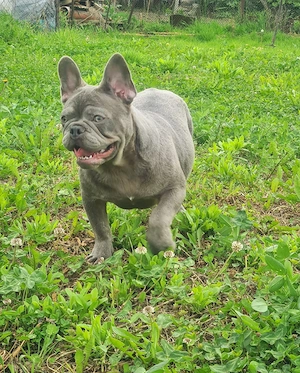 Bulldog Francez Lilac - imagine 2