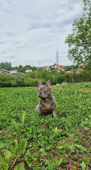 Bulldog Francez Lilac