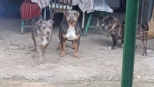 American bully xl
