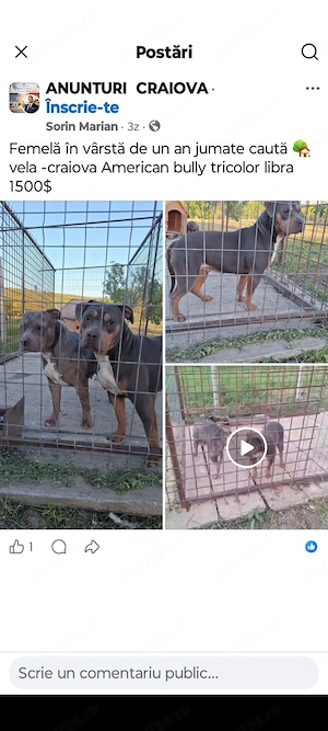 American bully xl - imagine 2