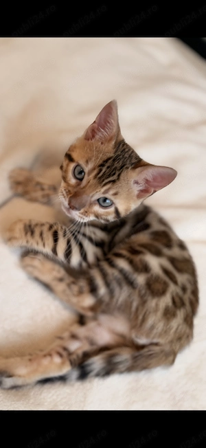Bengal Cat