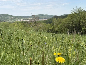Teren intravilan zona Bran-Tohanita, judetul Brasov intre 500 si 1000 mp la 5 km de Moieciu  - imagine 10