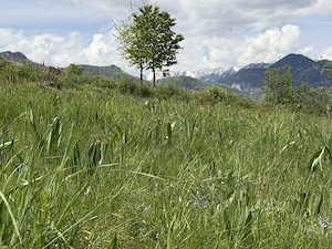 Teren intravilan zona Bran-Tohanita, judetul Brasov intre 500 si 1000 mp la 5 km de Moieciu  - imagine 6