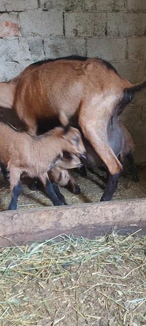 Capra  alpina franceza 