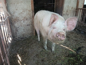 Vând porc crescut in gospodărie.