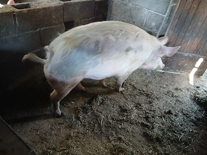 Vând porc crescut in gospodărie. - imagine 4