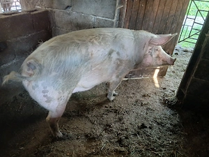 Vând porc crescut in gospodărie. - imagine 2