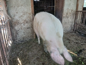 Vând porc crescut in gospodărie. - imagine 3