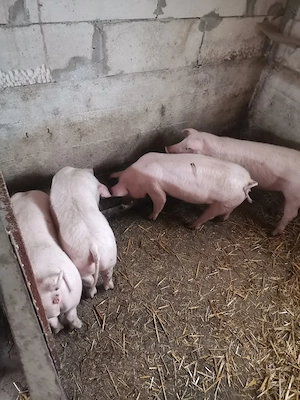 Disponibile 4 scrofite