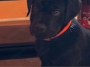 catel  cane corso
