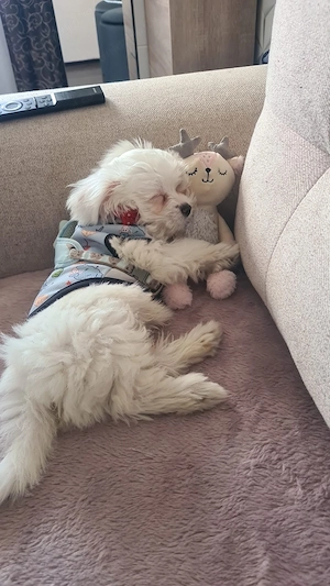 Bichon maltez 