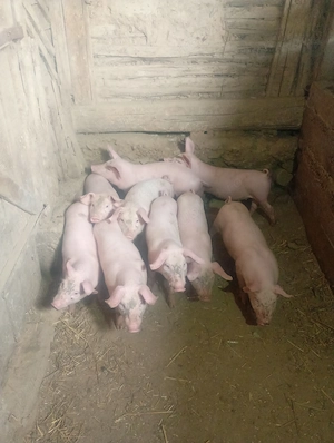 Purcei de vanzare