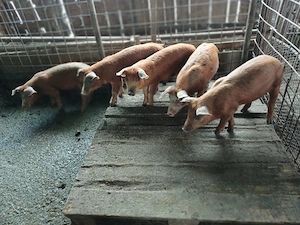 Vind 5 purcei duroc de 10 săptămini frumosi. - imagine 2
