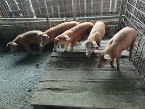 Vind 5 purcei duroc de 10 săptămini frumosi. - imagine 3