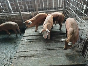 Vind 5 purcei duroc de 10 săptămini frumosi.