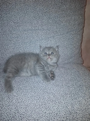Silver tabby foarte jucăuș  - imagine 3