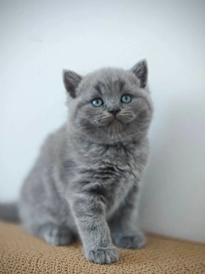 British Shorthair blue 