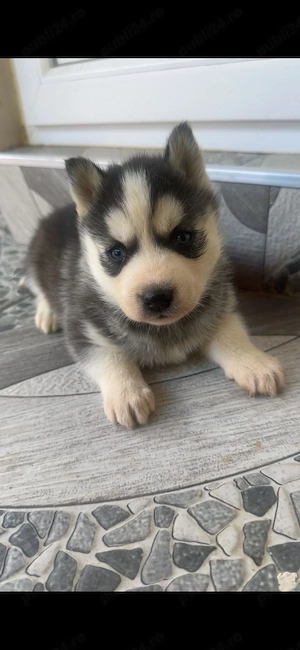 Pui Husky Siberian  - imagine 2