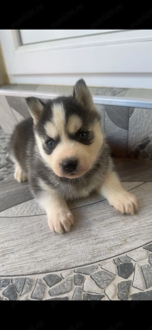 Pui Husky Siberian  - imagine 4