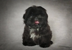 vand catelusi shih tzu , detin ambi parinti - imagine 2