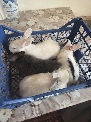 Iepuri de 2 luni 