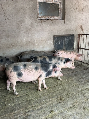porci soldani 40-60kg
