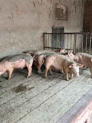 Porci soldani 40-60kg