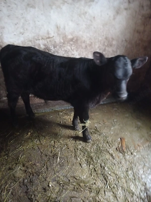 vind tauras Angust de 2 luni sau fac schimb cu 2 porci mari