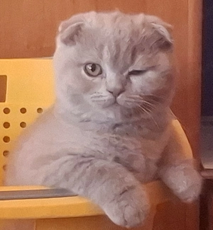 Pui British Shorthair Lilac (fetiță).