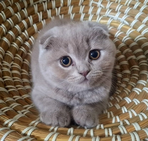 Pui British Shorthair Lilac (fetiță).