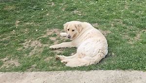 Donez cățelușă Golden Retriever - imagine 2